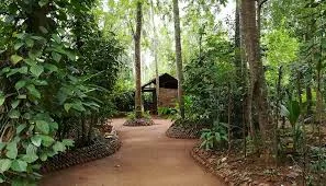 Herb gardens and natural remedies in Sri Lanka