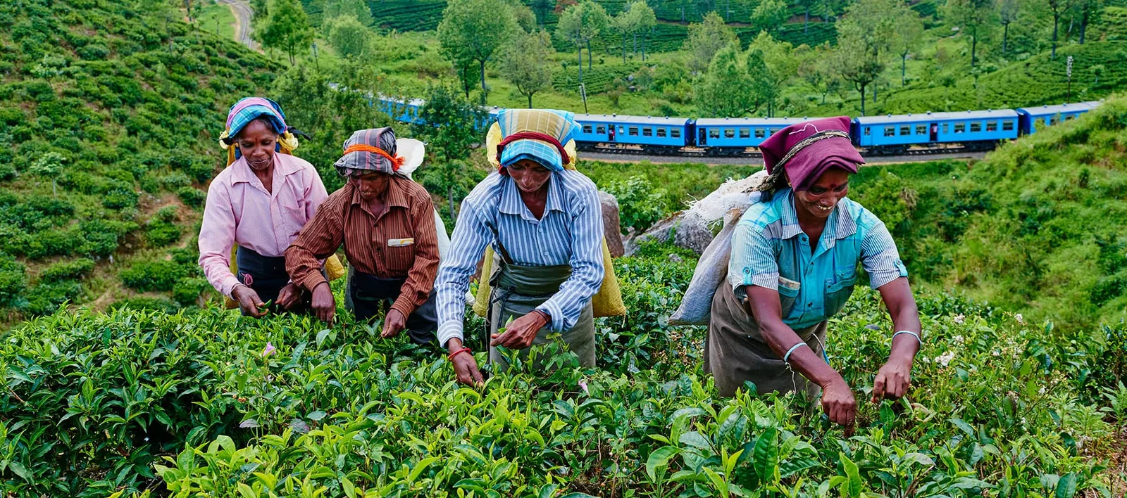 Tea plantation tours & factory visits