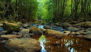 Tropical Rainforest Discovery (Haputale, Sinharaja Buffer Zones)