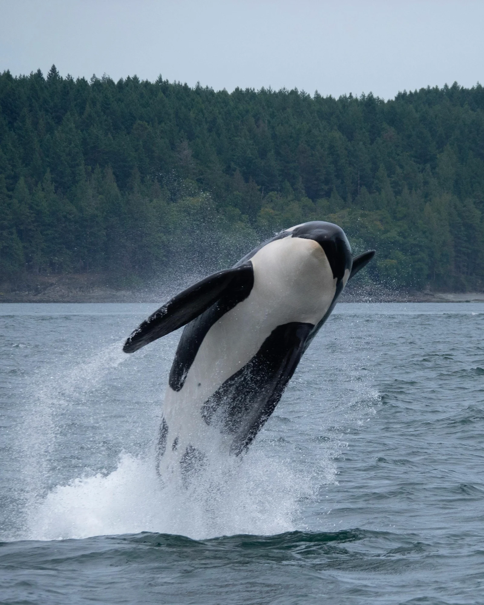 Where to watch whales in Sri Lanka – A magical journey on the Indian Ocean