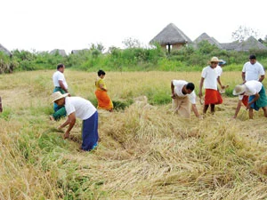 Harvest festivals and regional fairs in Sri Lanka: celebrating nature, culture and community