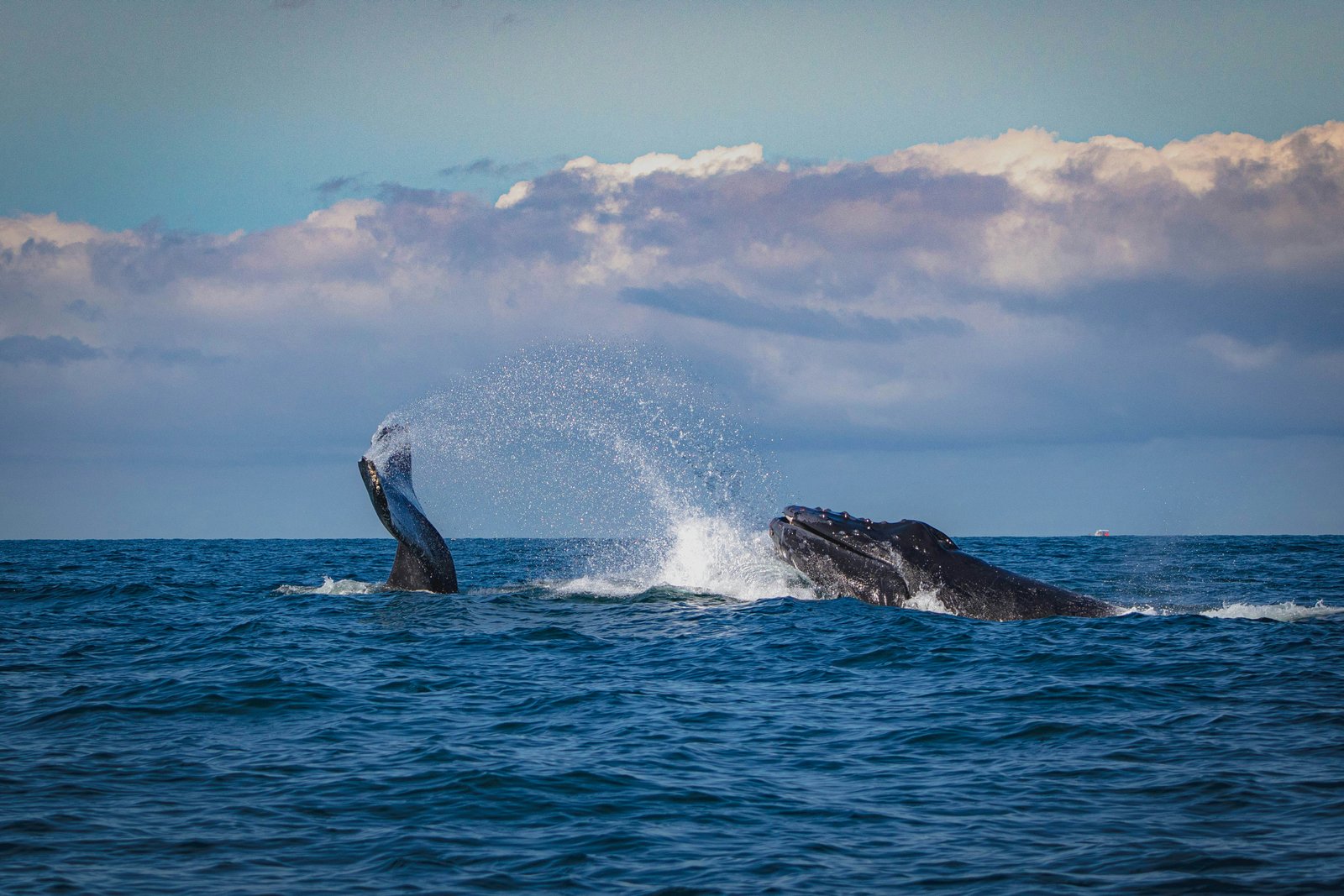 Marine Safari & Whale Watching Day Tour from Bentota