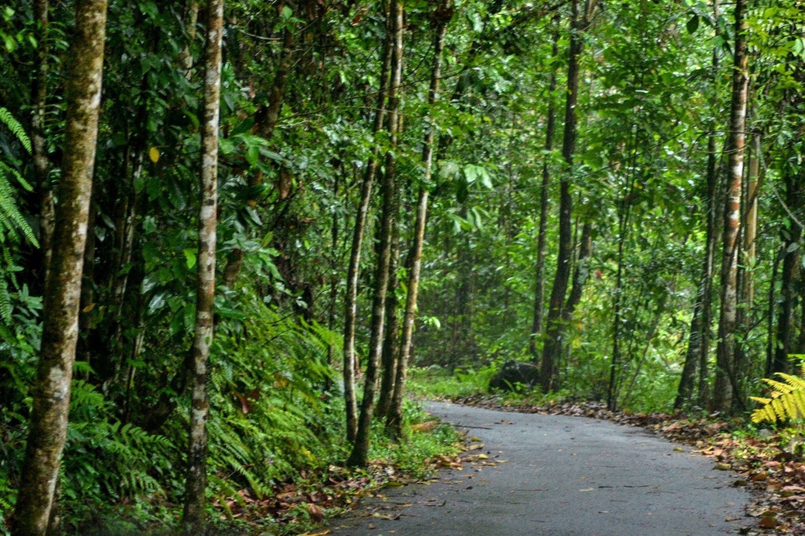 Sinharaja Rainforest Experience