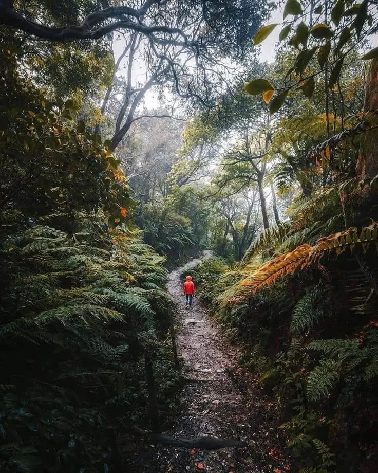 Sinharaja Rainforest Experience
