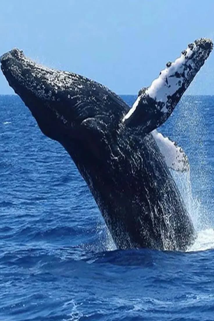 Marine Safari & Whale Watching Day Tour from Bentota