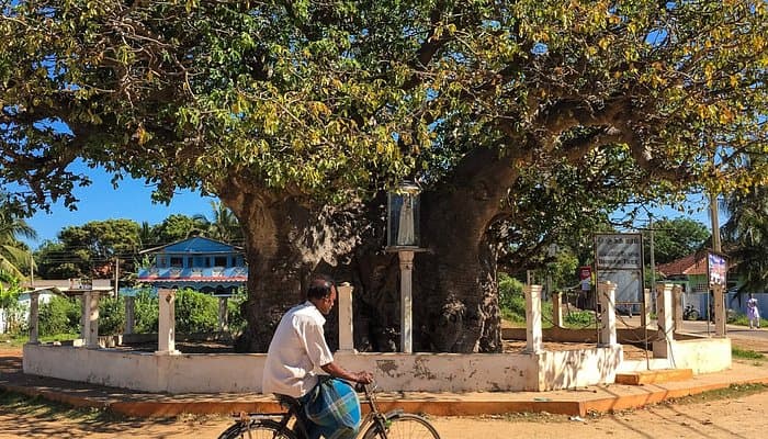 Delft Island