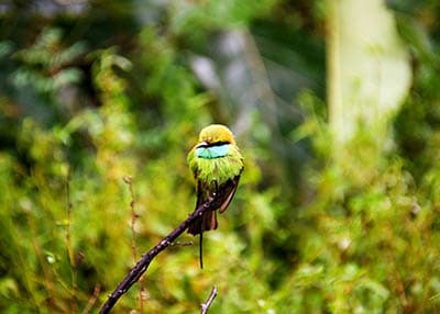 Knuckles Conservation Forest