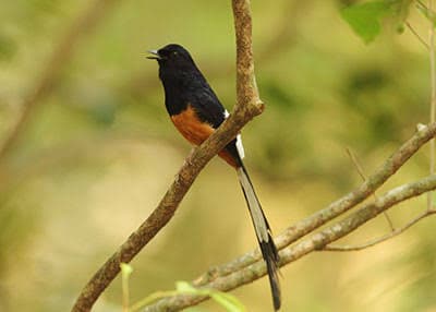 Wilpattu