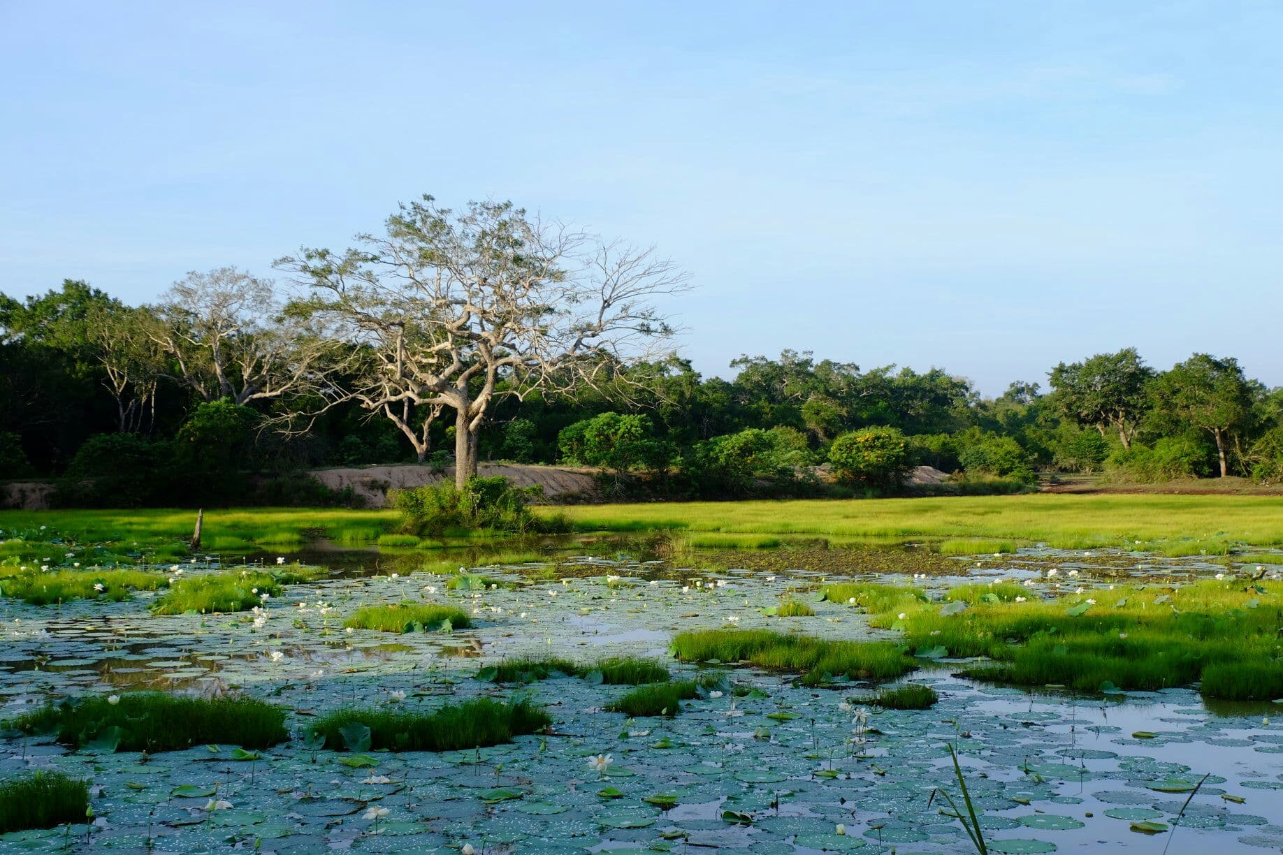 Wilpattu